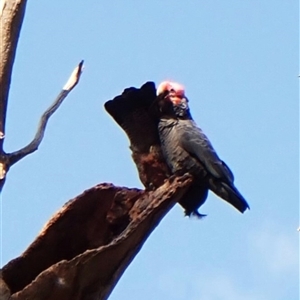 Callocephalon fimbriatum (identifiable birds) at Cook, ACT - suppressed