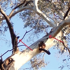 Callocephalon fimbriatum (Gang-gang Cockatoo) at Cook, ACT - 1 Oct 2024 by CathB