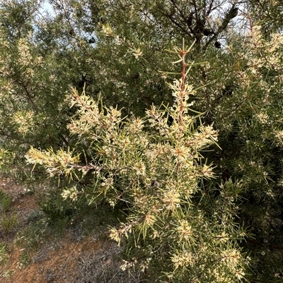 Hakea decurrens subsp. decurrens (Bushy Needlewood) at Belconnen, ACT - 29 Sep 2024 by Jubeyjubes