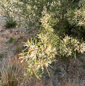 Hakea decurrens subsp. decurrens at Belconnen, ACT - 29 Sep 2024