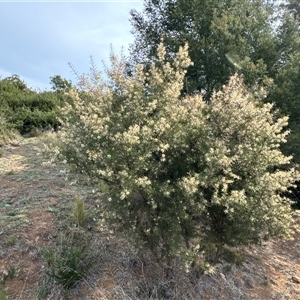 Hakea decurrens subsp. decurrens at Belconnen, ACT - 29 Sep 2024