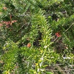 Grevillea juniperina at Belconnen, ACT - 29 Sep 2024 03:06 PM