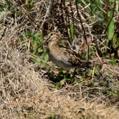 Gallinago hardwickii (Latham's Snipe) at Fyshwick, ACT - 2 Oct 2024 by Thurstan