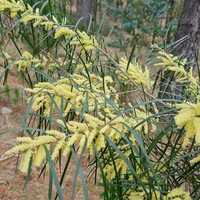 Acacia floribunda (White Sally Wattle, Gossamer Wattle) at Isaacs, ACT - 2 Oct 2024 by Mike