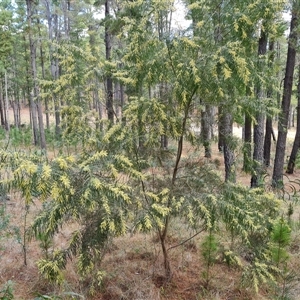 Acacia floribunda at Isaacs, ACT - 2 Oct 2024 01:02 PM