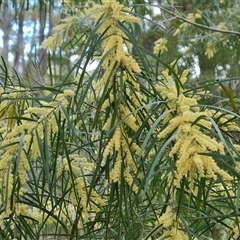 Acacia floribunda at Isaacs, ACT - 2 Oct 2024 01:02 PM