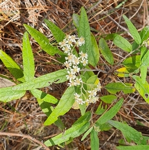 Olearia lirata at Isaacs, ACT - 2 Oct 2024 12:52 PM