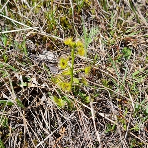 Drosera gunniana at Isaacs, ACT - 2 Oct 2024 12:37 PM