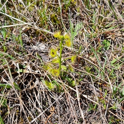 Drosera gunniana (Pale Sundew) at Isaacs, ACT - 2 Oct 2024 by Mike