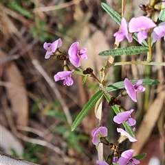 Glycine clandestina (Twining Glycine) at Isaacs, ACT - 2 Oct 2024 by Mike