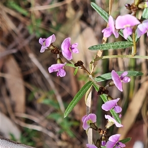 Glycine clandestina at Isaacs, ACT - 2 Oct 2024 12:30 PM