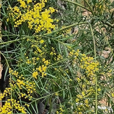 Acacia boormanii (Snowy River Wattle) at Isaacs, ACT - 2 Oct 2024 by Mike