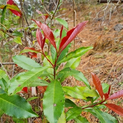 Photinia serratifolia (Chinese Photinia) at Isaacs, ACT - 2 Oct 2024 by Mike