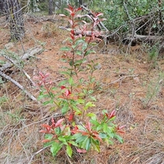 Photinia serratifolia at Isaacs, ACT - 2 Oct 2024 11:59 AM