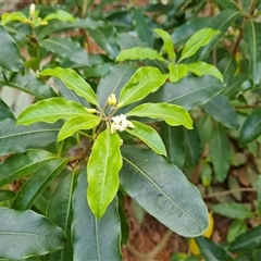 Pittosporum undulatum (Sweet Pittosporum) at Isaacs, ACT - 2 Oct 2024 by Mike