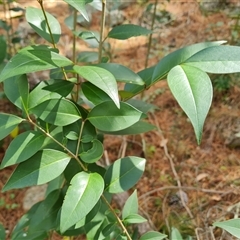 Ligustrum lucidum at Isaacs, ACT - 2 Oct 2024