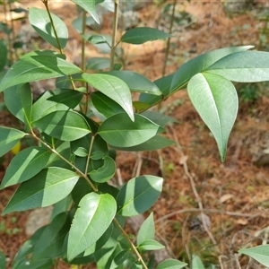 Ligustrum lucidum at Isaacs, ACT - 2 Oct 2024 11:53 AM