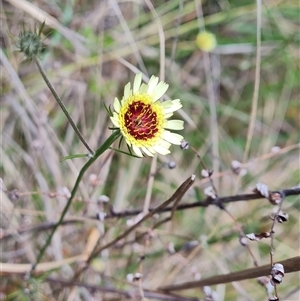 Tolpis barbata at Isaacs, ACT - 2 Oct 2024