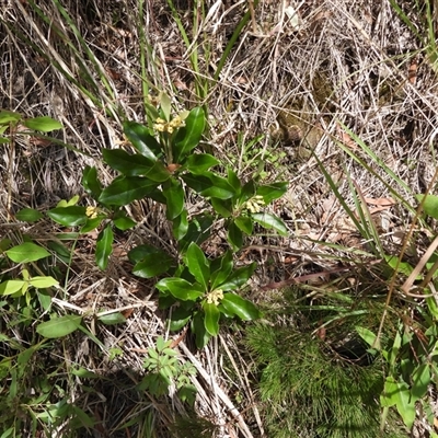 Pittosporum sp. at Lower Pappinbarra, NSW - 2 Oct 2024 by DennisHill