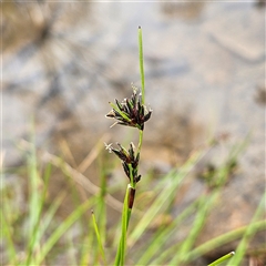 Schoenus apogon (Common Bog Sedge) at Wedderburn, NSW - 2 Oct 2024 by MatthewFrawley