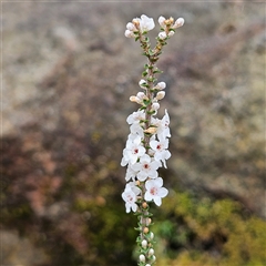 Unidentified Other Shrub at Wedderburn, NSW - 2 Oct 2024 by MatthewFrawley