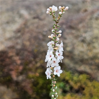 Unidentified Other Shrub at Wedderburn, NSW - 2 Oct 2024 by MatthewFrawley