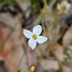 Unidentified Other Wildflower or Herb at Wedderburn, NSW - 2 Oct 2024 by MatthewFrawley