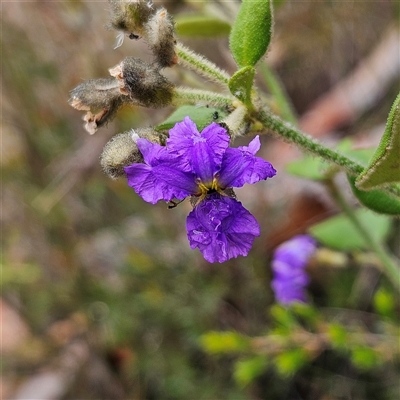 Dampiera purpurea at Wedderburn, NSW - 2 Oct 2024 by MatthewFrawley