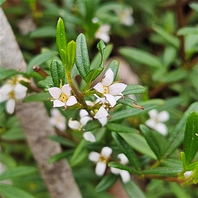 Unidentified Other Shrub at Wedderburn, NSW - 2 Oct 2024 by MatthewFrawley