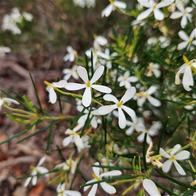 Unidentified Other Shrub at Wedderburn, NSW - 2 Oct 2024 by MatthewFrawley