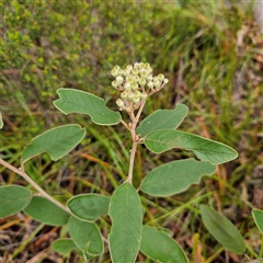 Unidentified Other Shrub at Wedderburn, NSW - 2 Oct 2024 by MatthewFrawley