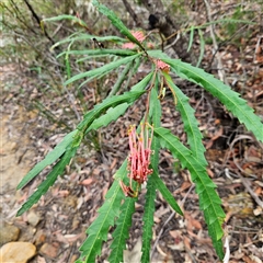 Unidentified Other Shrub at Wedderburn, NSW - 2 Oct 2024 by MatthewFrawley