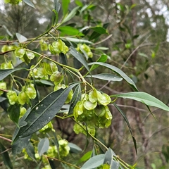 Dodonaea triquetra (Large-leaf Hop-Bush) at Wedderburn, NSW - 2 Oct 2024 by MatthewFrawley
