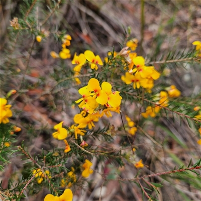 Unidentified Pea at Wedderburn, NSW - 2 Oct 2024 by MatthewFrawley