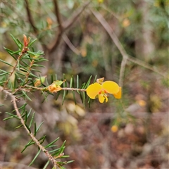 Unidentified Pea at Wedderburn, NSW - 2 Oct 2024 by MatthewFrawley