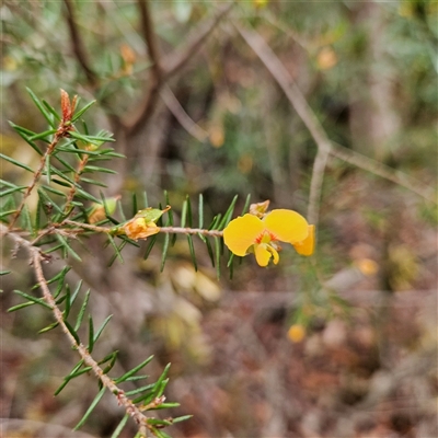 Unidentified Pea at Wedderburn, NSW - 2 Oct 2024 by MatthewFrawley