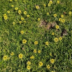 Arctotheca calendula (Capeweed, Cape Dandelion) at North Albury, NSW - 27 Sep 2024 by Darcy