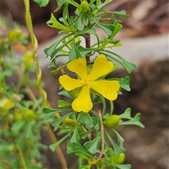 Unidentified Other Shrub at Wedderburn, NSW - 2 Oct 2024 by MatthewFrawley