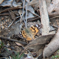 Vanessa kershawi (Australian Painted Lady) at Woomargama, NSW - 29 Sep 2024 by Darcy