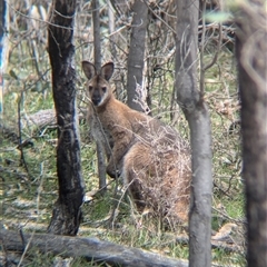 Notamacropus rufogriseus (Red-necked Wallaby) at Woomargama, NSW - 29 Sep 2024 by Darcy