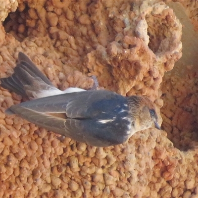 Petrochelidon ariel (Fairy Martin) at Cobar, NSW - 16 Sep 2024 by Christine