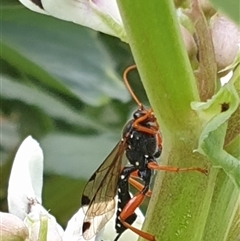 Echthromorpha intricatoria (Cream-spotted Ichneumon) at Ainslie, ACT - 2 Oct 2024 by Jeanette