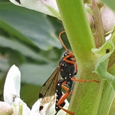 Echthromorpha intricatoria (Cream-spotted Ichneumon) at Ainslie, ACT - 2 Oct 2024 by Jeanette