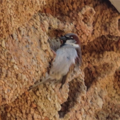 Passer domesticus (House Sparrow) at Cobar, NSW - 16 Sep 2024 by Christine