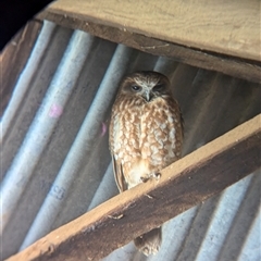 Ninox boobook (Southern Boobook) at Moorwatha, NSW - 29 Sep 2024 by Darcy