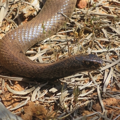 Pseudonaja aspidorhyncha (Strap-snouted brown snake) at Gunderbooka, NSW - 16 Sep 2024 by Christine