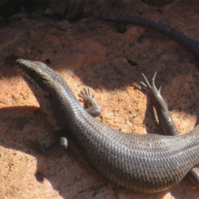 Unidentified Skink at Gunderbooka, NSW - 16 Sep 2024 by Christine