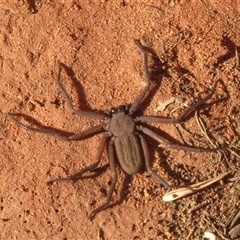 Gnaphosidae or Trochanteriidae (families) (Flat spider) at Gunderbooka, NSW - 16 Sep 2024 by Christine