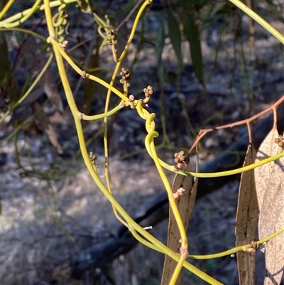 Cassytha melantha (Coarse Dodder-Laurel) at Myall Park, NSW - 4 Jul 2024 by Tapirlord