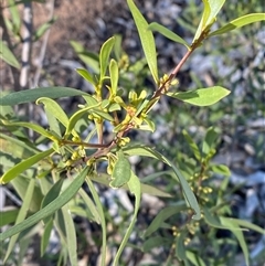 Myoporum montanum (Western Boobialla, Water Bush) at Myall Park, NSW - 4 Jul 2024 by Tapirlord